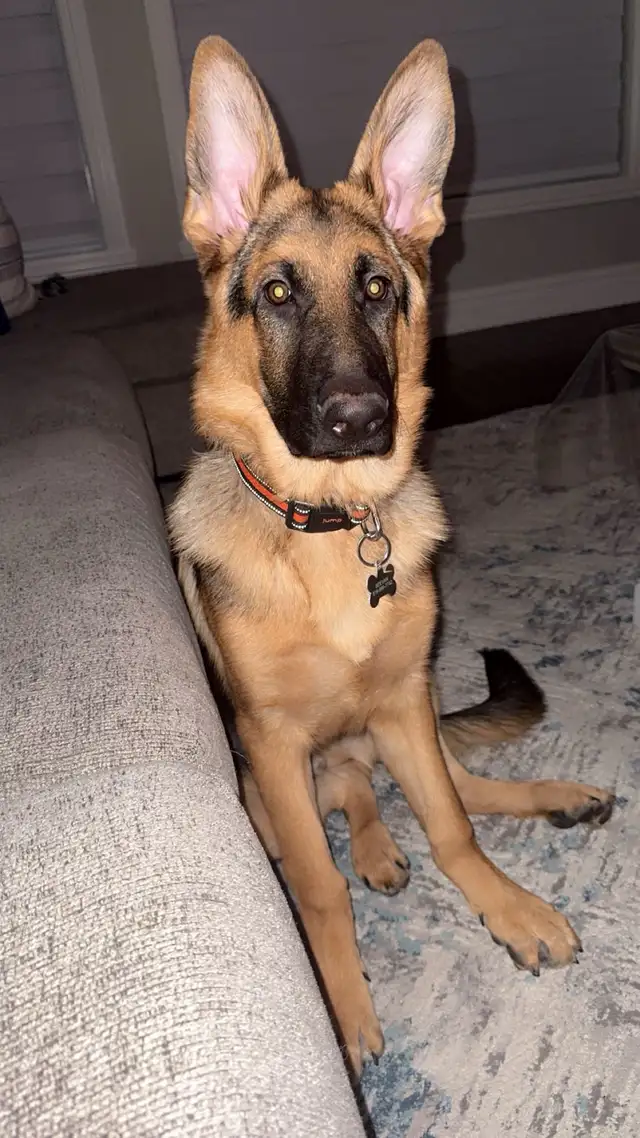 Pure bred German Shepherd
