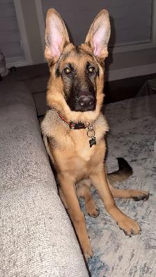 Pure bred German Shepherd