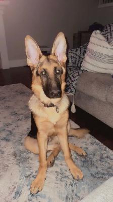 Pure bred German Shepherd - Photo 2