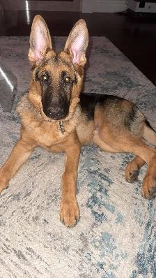 Pure bred German Shepherd - Photo 3