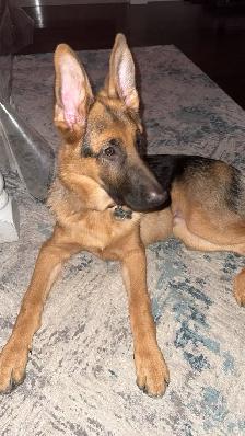 Pure bred German Shepherd - Photo 4