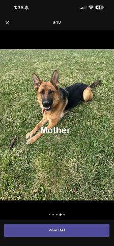 Pure bred German Shepherd - Photo 5