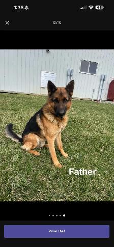 Pure bred German Shepherd - Photo 6