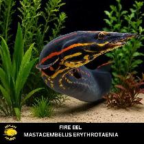 fire eel