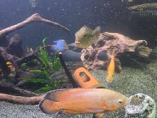 fire eel - Photo 2