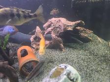 fire eel - Photo 3