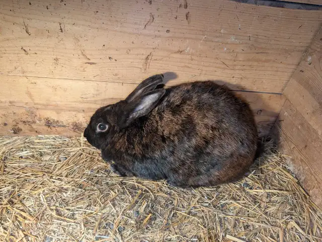 Meat Rabbits, Doe and Kits