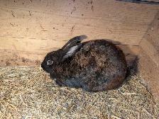Meat Rabbits, Doe and Kits