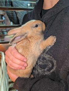 Meat Rabbits, Doe and Kits - Photo 2