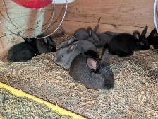 Meat Rabbits, Doe and Kits - Photo 3