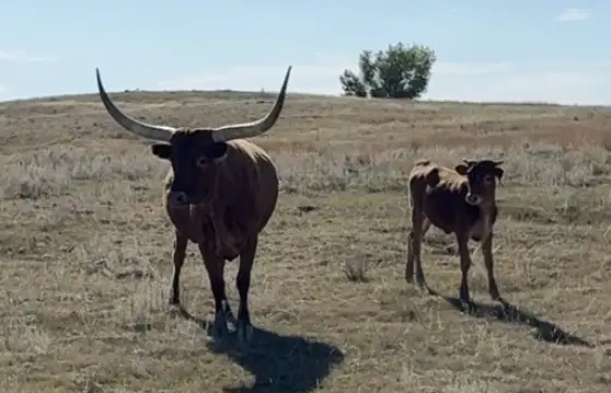 Package of 30 Longhorn Cow Calf Pairs
