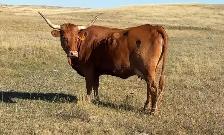 Package of 30 Longhorn Cow Calf Pairs - Photo 2