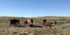 Package of 30 Longhorn Cow Calf Pairs - Photo 3