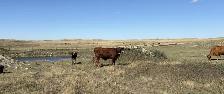 Package of 30 Longhorn Cow Calf Pairs - Photo 4