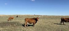 Package of 30 Longhorn Cow Calf Pairs - Photo 5