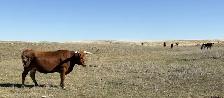 Package of 30 Longhorn Cow Calf Pairs - Photo 6