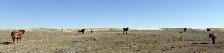 Package of 30 Longhorn Cow Calf Pairs - Photo 7