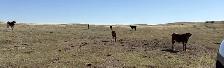 Package of 30 Longhorn Cow Calf Pairs - Photo 8