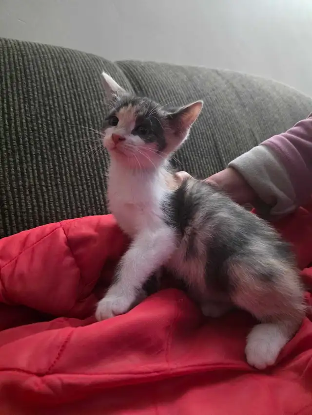 Chatons Magnifiques à vendre