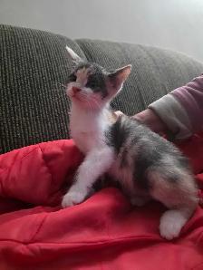 Chatons Magnifiques à vendre