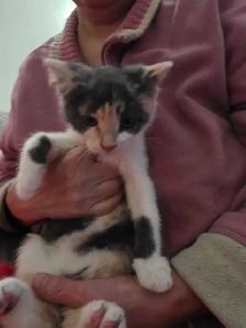 Chatons Magnifiques à vendre - Photo 4