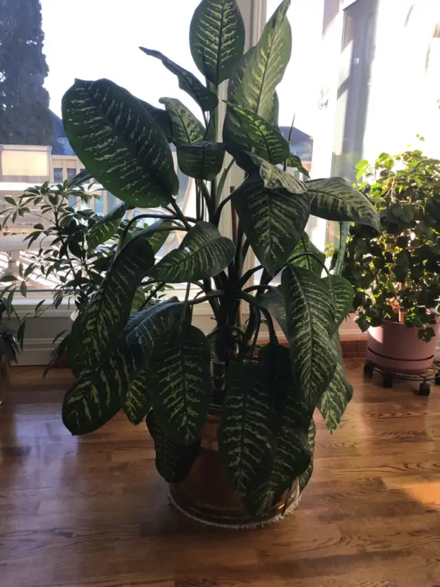 Dieffenbachia Plant 4.5 Feet Tall