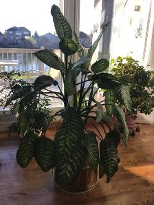 Dieffenbachia Plant 4.5 Feet Tall - Photo 2