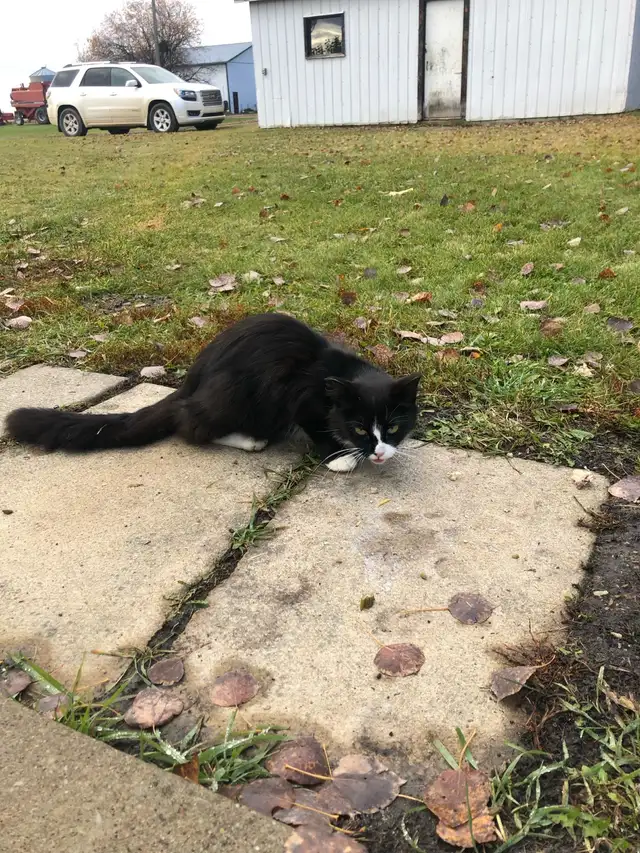 Farm cat