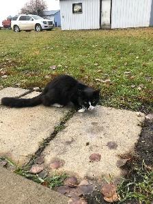 Farm cat