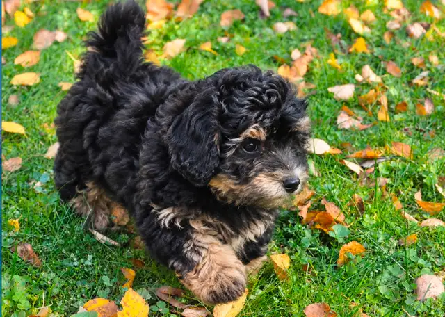 Coton De Tulear X Poo - Move Over Malti-poo - Trained