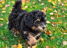 Coton De Tulear X Poo - Move Over Malti-poo - Trained