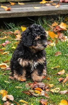 Coton De Tulear X Poo - Move Over Malti-poo - Trained - Photo 2