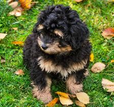 Coton De Tulear X Poo - Move Over Malti-poo - Trained - Photo 3