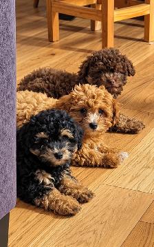 Coton De Tulear X Poo - Move Over Malti-poo - Trained - Photo 6