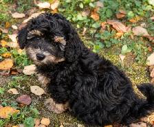 Coton De Tulear X Poo - Move Over Malti-poo - Trained - Photo 7