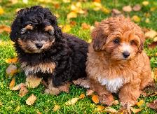 Coton De Tulear X Poo - Move Over Malti-poo - Trained - Photo 8