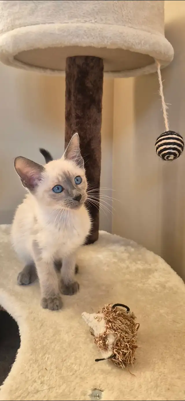 Siamese kittens