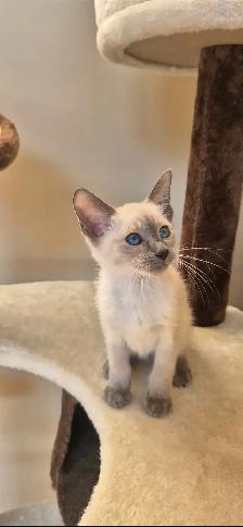 Siamese kittens - Photo 2