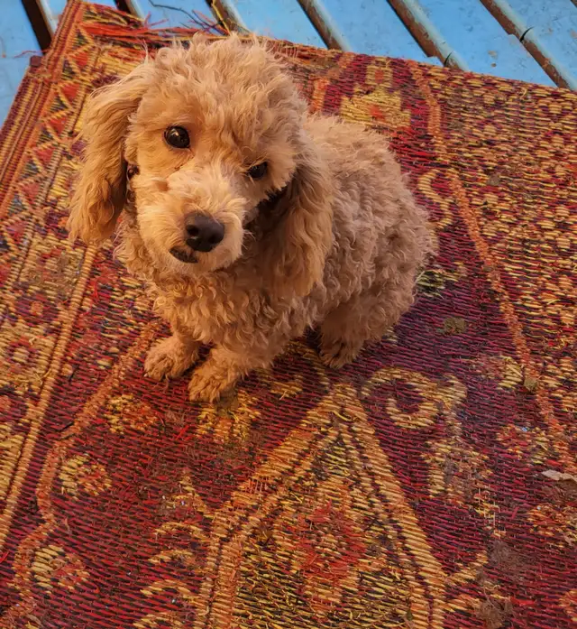 Toy poodle Puppies   3 year warranty  - ONE LEFT
