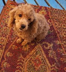 Toy poodle Puppies   3 year warranty  - ONE LEFT