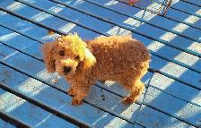 Toy poodle Puppies   3 year warranty  - ONE LEFT - Photo 2
