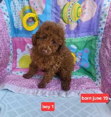 Toy poodle Puppies   3 year warranty  - ONE LEFT - Photo 3