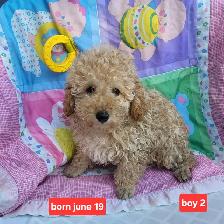 Toy poodle Puppies   3 year warranty  - ONE LEFT - Photo 4