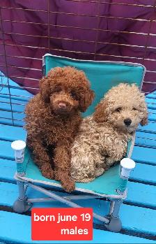 Toy poodle Puppies   3 year warranty  - ONE LEFT - Photo 5