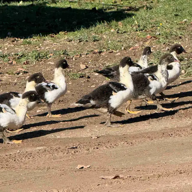 Muscovy ducks