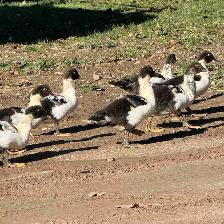 Muscovy ducks