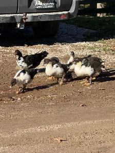Muscovy ducks - Photo 2