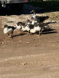 Muscovy ducks - Photo 3