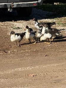 Muscovy ducks - Photo 4