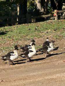 Muscovy ducks - Photo 5